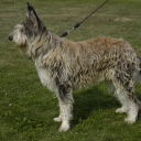 Picardy Sheepdog